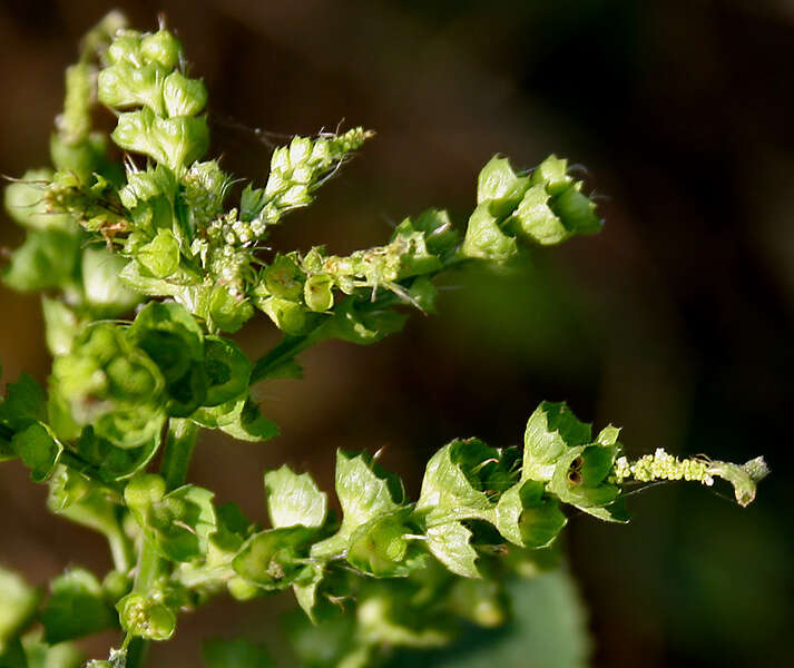 Image of Indian acalypha