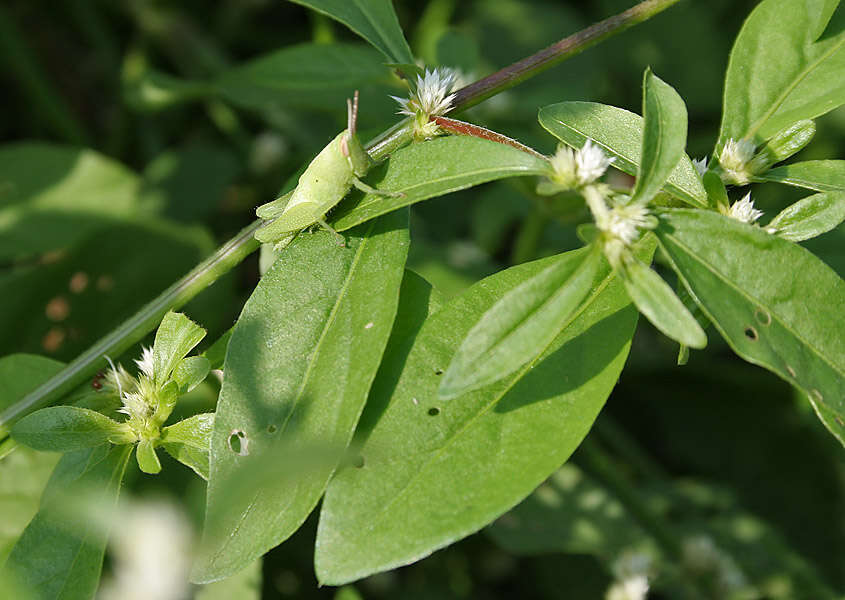 صورة Alternanthera ficoidea (L.) R. Br.