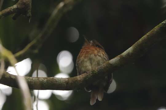 Image of Moustached Puffbird