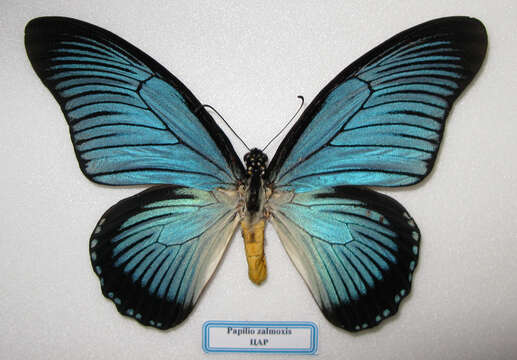 Image of Giant Blue Swallowtail