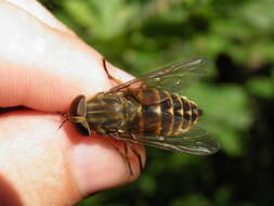 Tabanus bovinus Linnaeus 1758 resmi