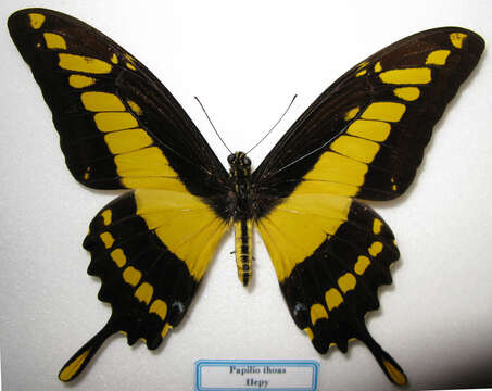 Image of Thoas Swallowtail