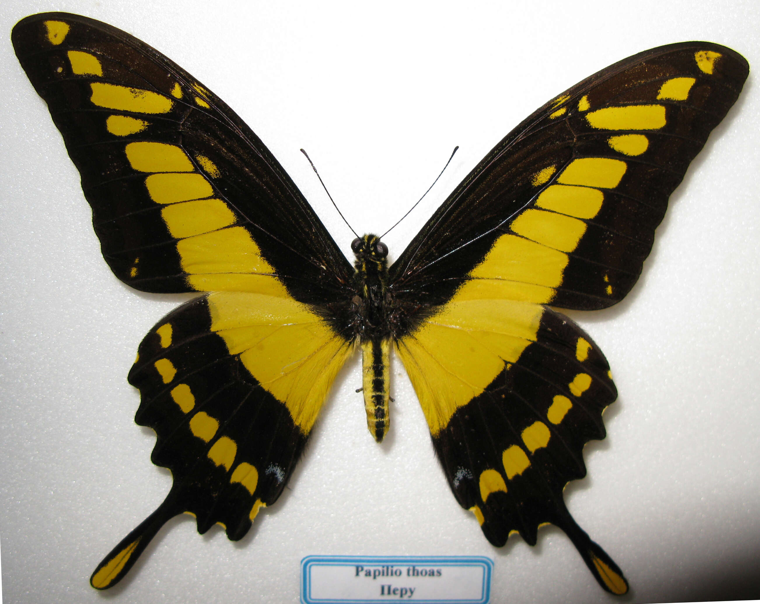 Sivun Papilio thoas Linnaeus 1771 kuva