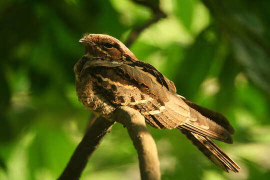 Image of Large-tailed Nightjar