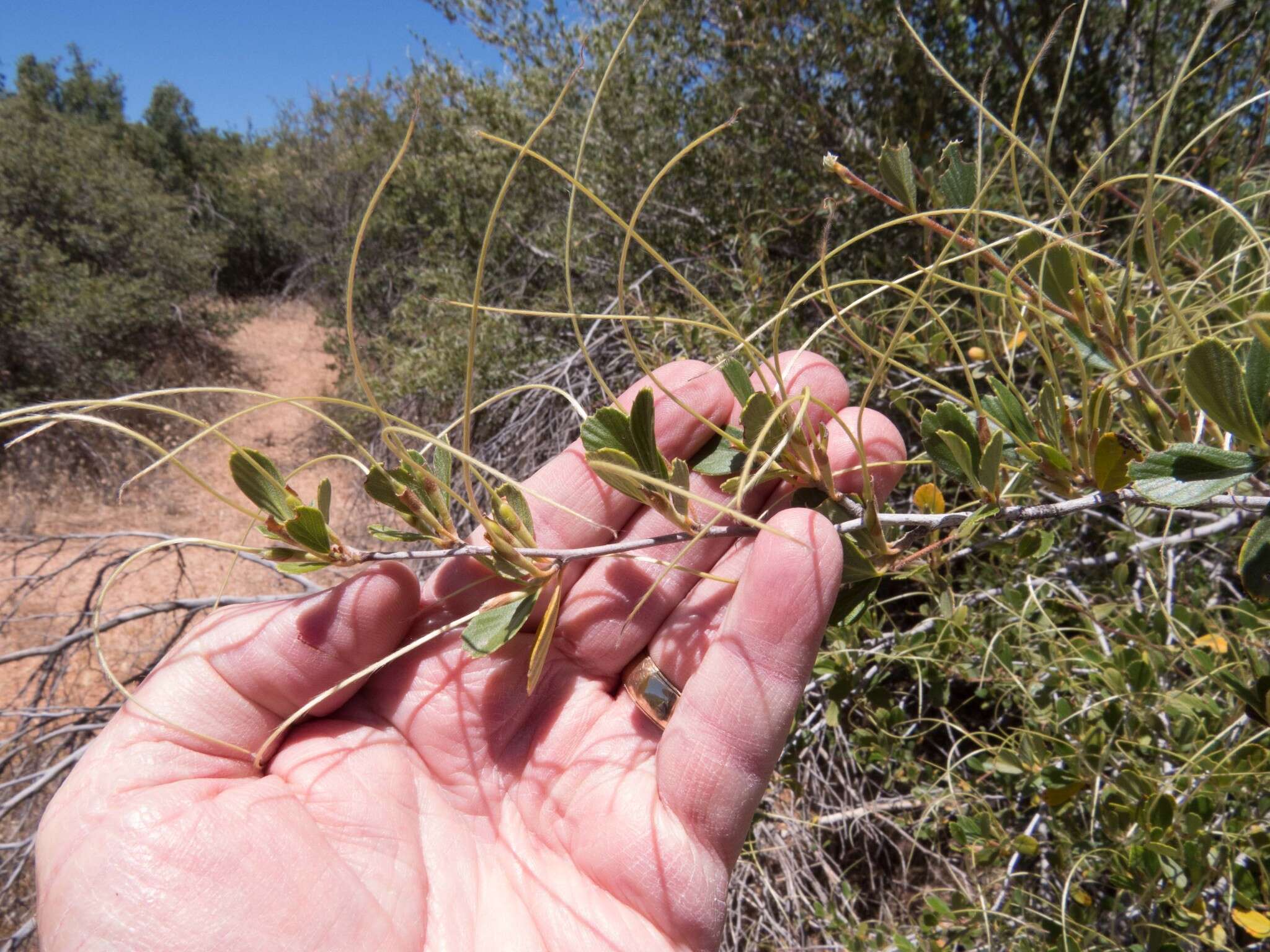 Слика од Cercocarpus montanus Raf.