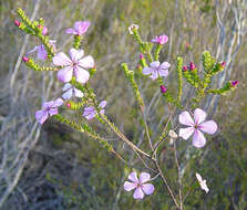 Image of Acmadenia tetragona (L. fil.) Bartl. & Wendl. fil.