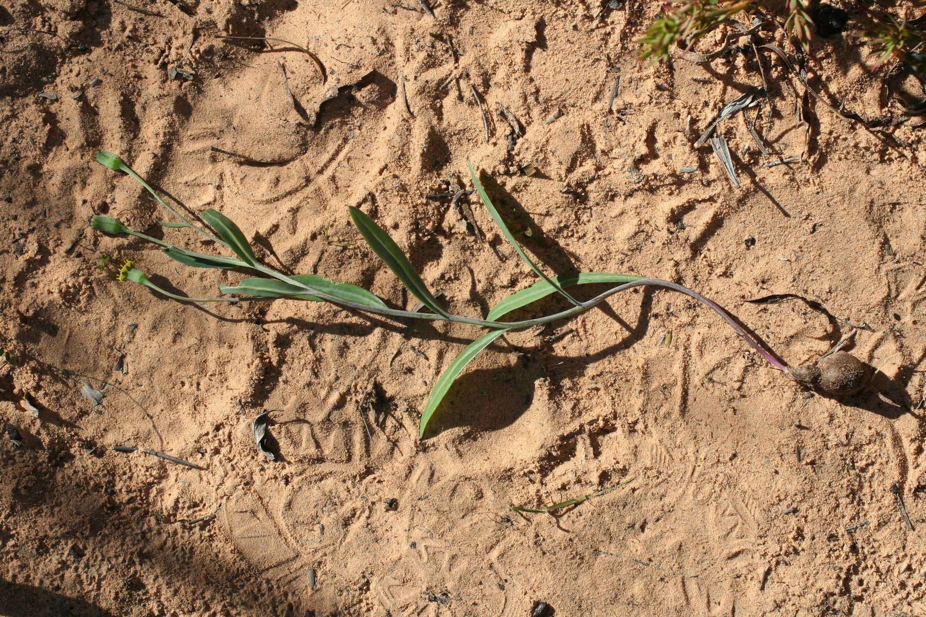 Image of Othonna lineariifolia (DC.) Sch. Bip.