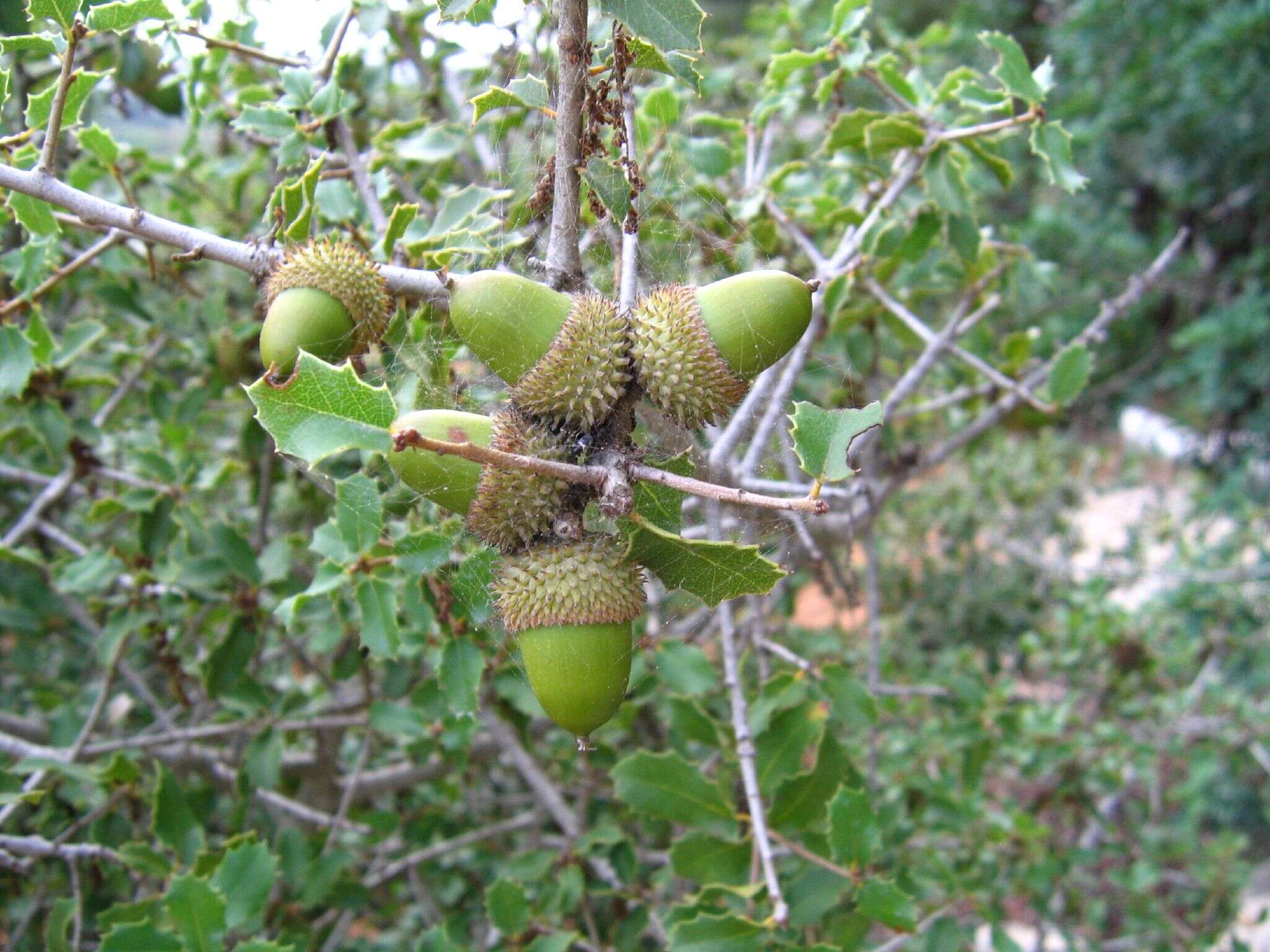 Image of Kermes Oak