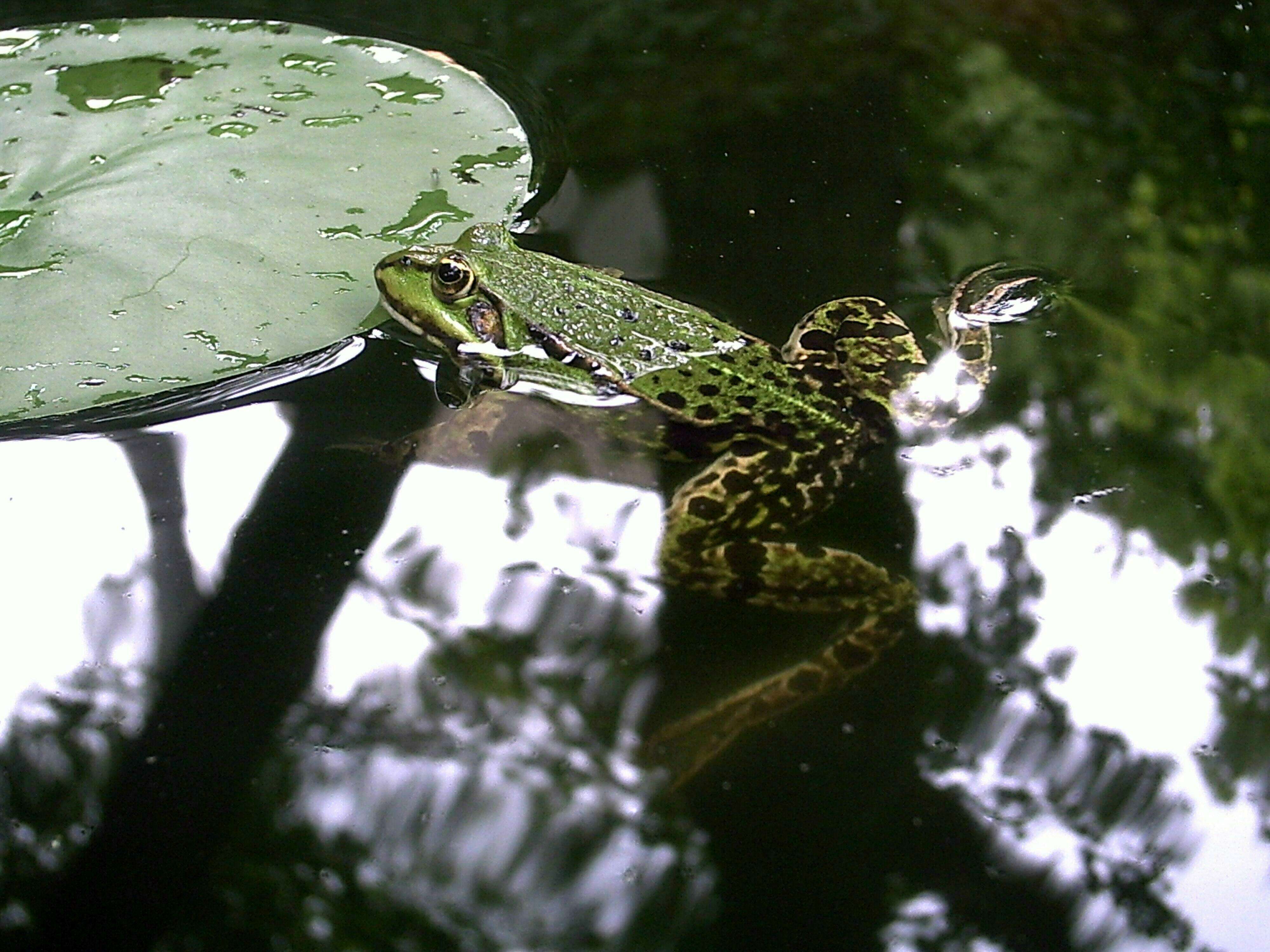 Image de Petite grenouille verte