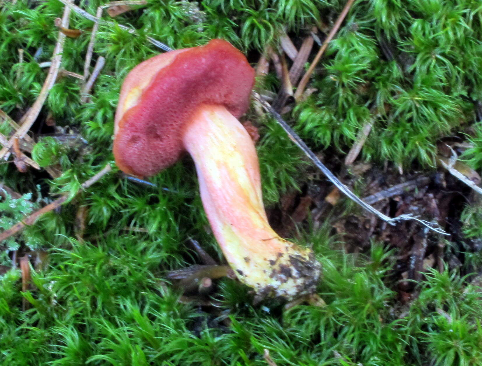 Imagem de Chalciporus rubinellus (Peck) Singer 1973