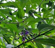 صورة Solanum pittosporifolium Hemsl.