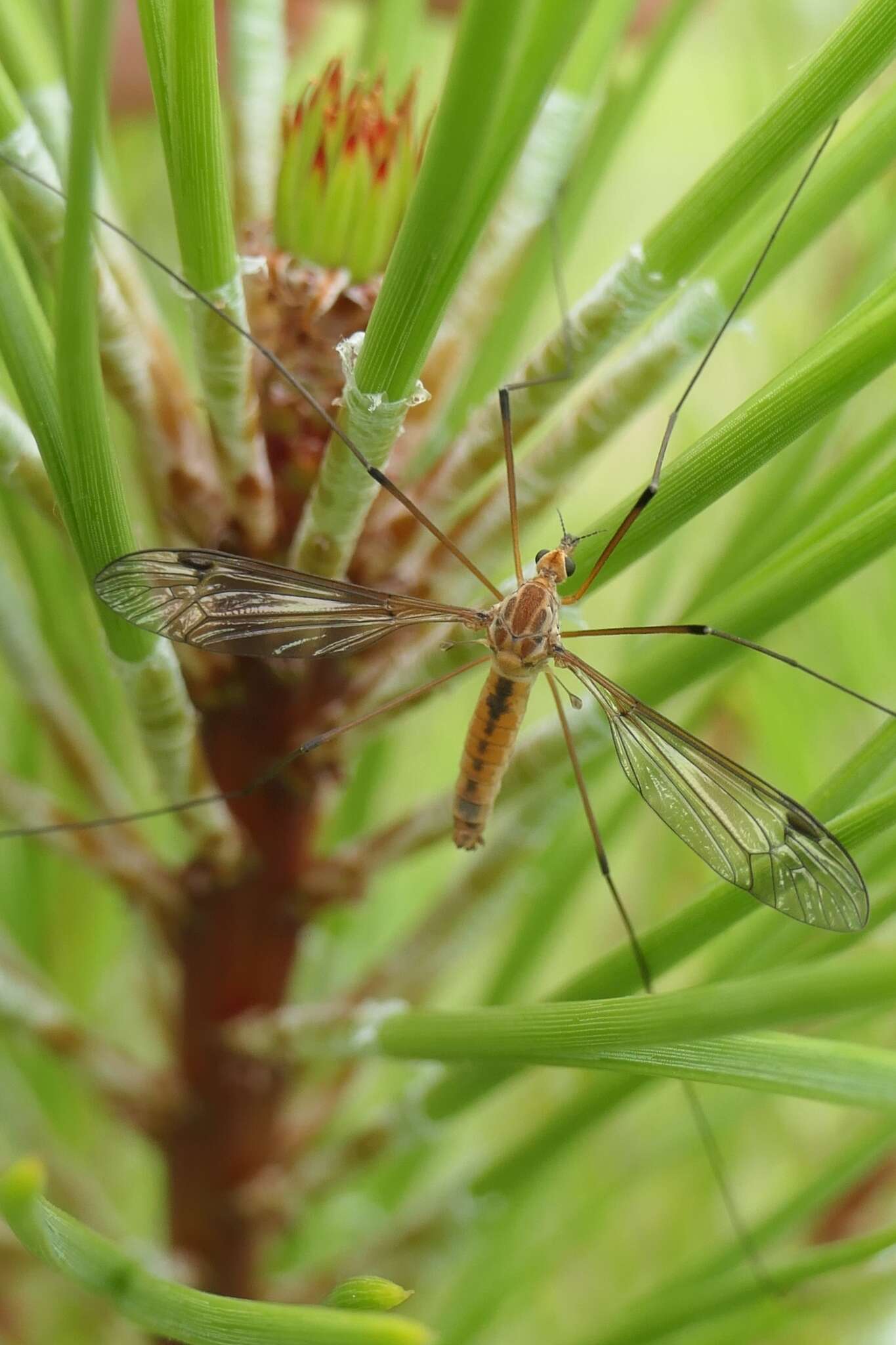 Image of Leptotarsus (Macromastix) dichroithorax (Alexander 1920)