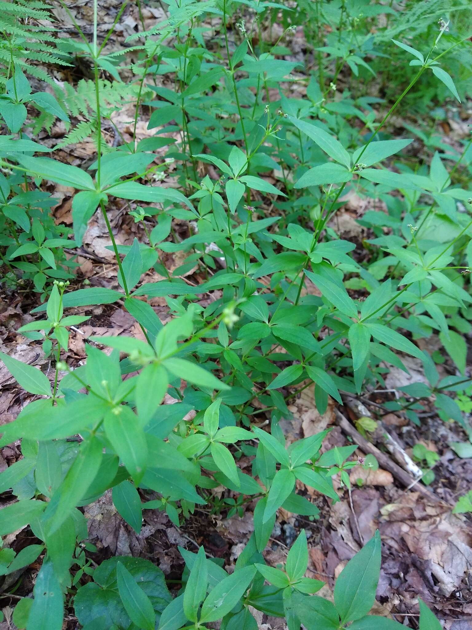 صورة Galium latifolium Michx.