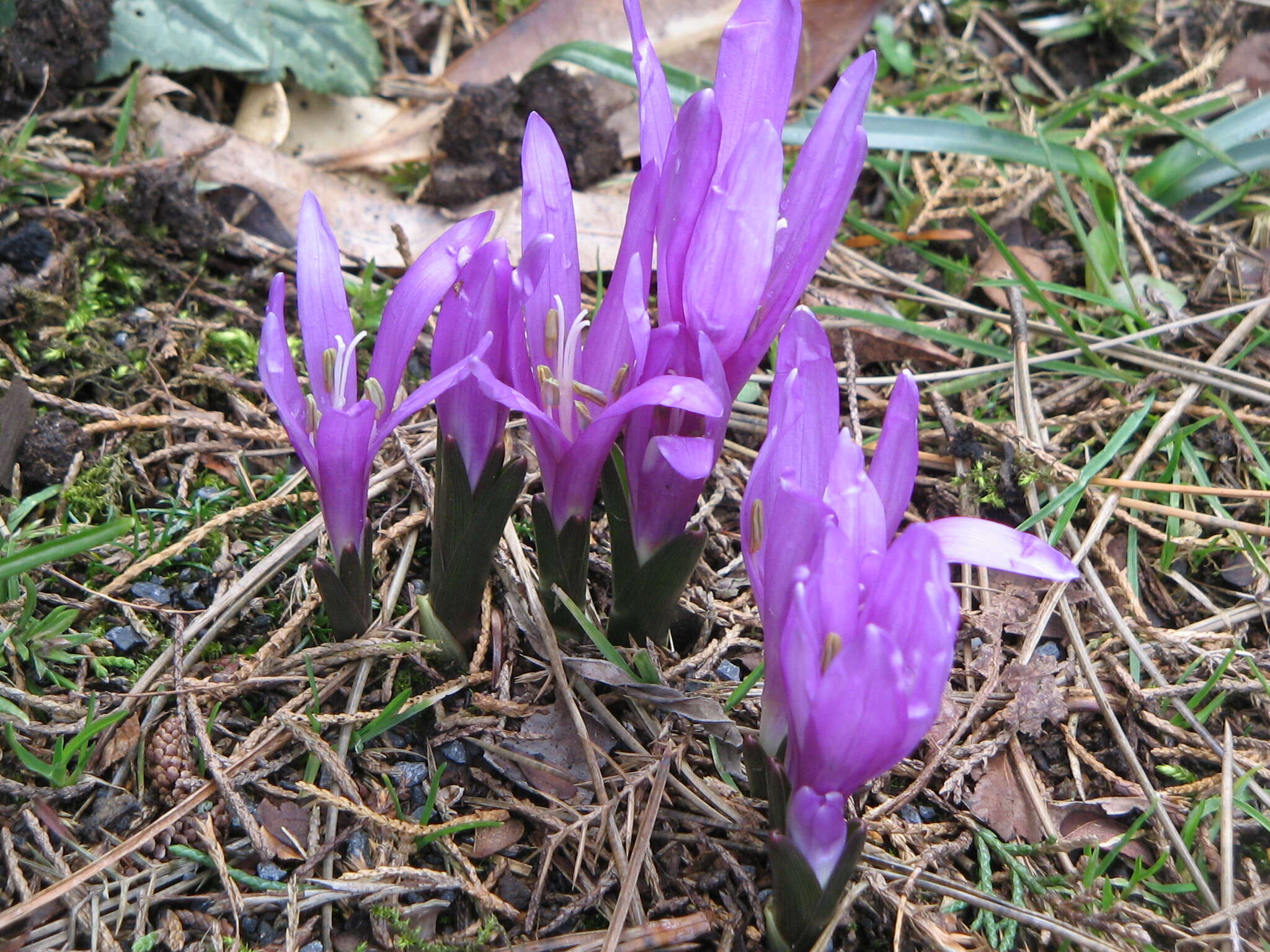 Image of Colchicum bulbocodium Ker Gawl.