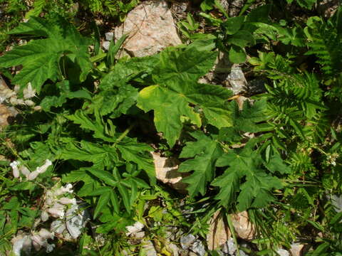 Image of Heracleum sphondylium subsp. elegans (Jacq.) Schübl. & G. Martens