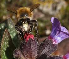 Image of Lungwort