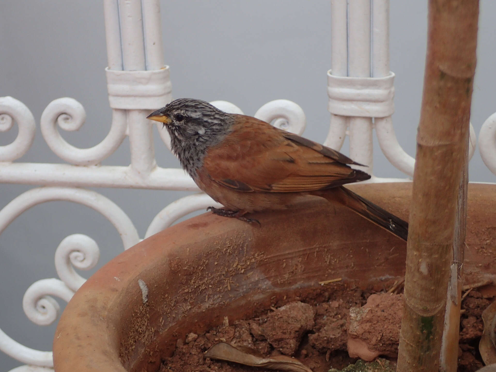 Imagem de Emberiza sahari Levaillant & J 1850