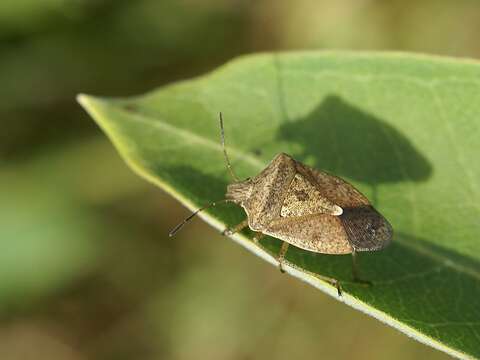 Image of Brown Stink Bug