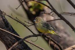 Image of Stripe-tailed Yellow Finch