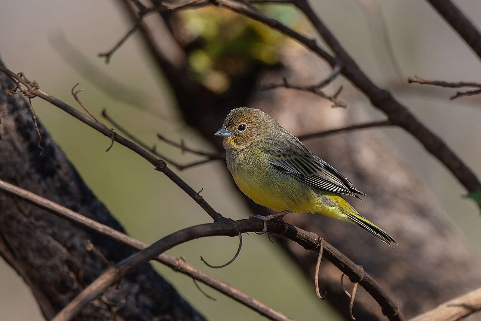 Image of Stripe-tailed Yellow Finch