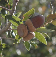 Слика од Quercus chrysolepis Liebm.