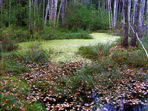 Image of Common Birch