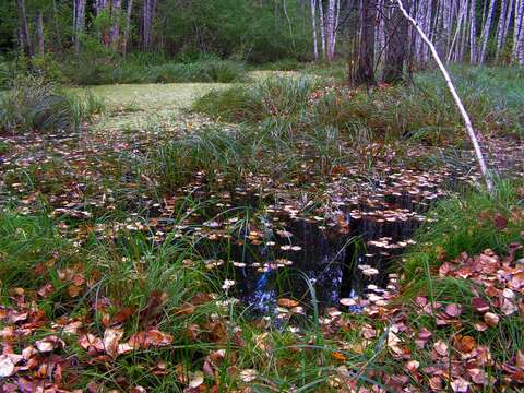 Image of Common Birch