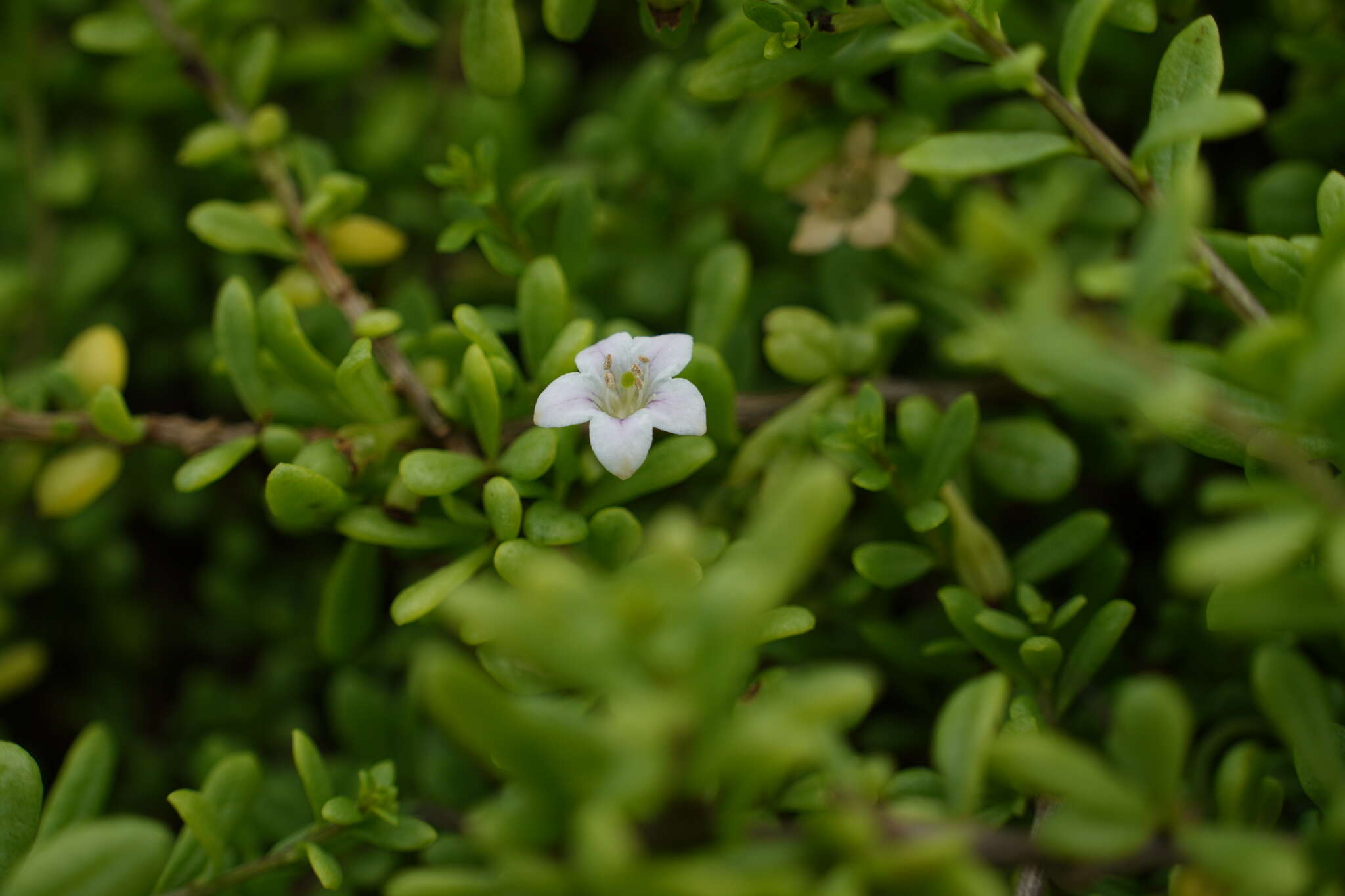 Image of Lycium elliotii Dammer