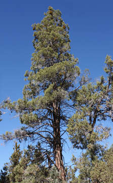 Image of Incense-cedar