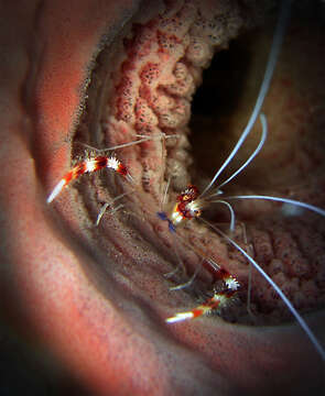 Image of Banded Coral Shrimp