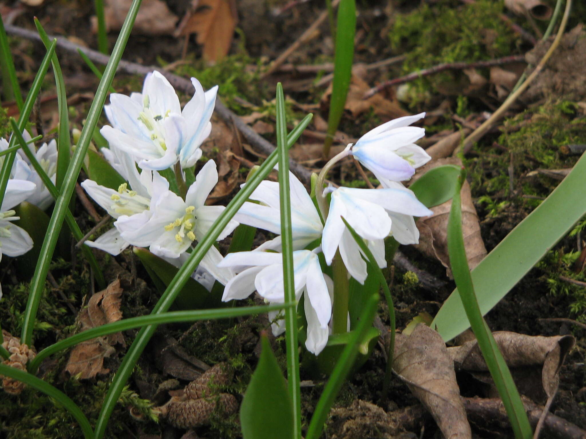 Image of Scilla mischtschenkoana Grossh.