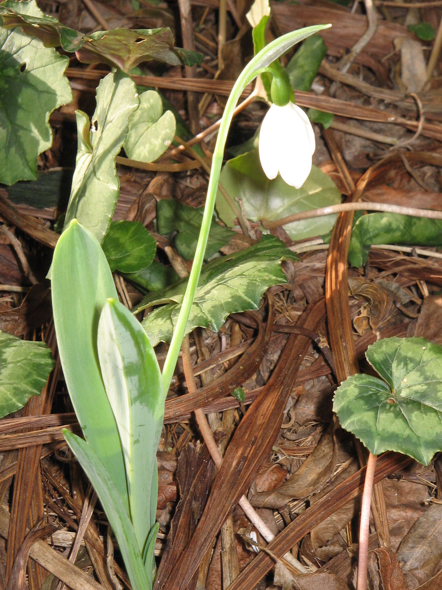 Image of giant snowdrop