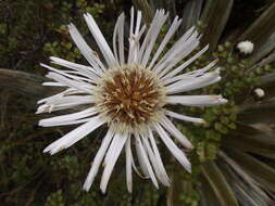 Plancia ëd Celmisia coriacea (Forst. fil.) Hook. fil.