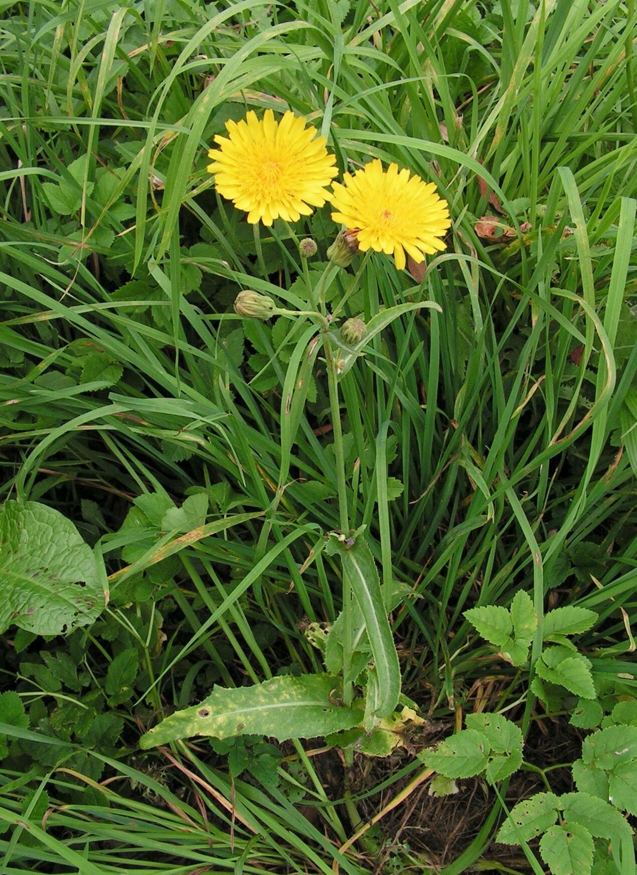 Plancia ëd Sonchus arvensis L.