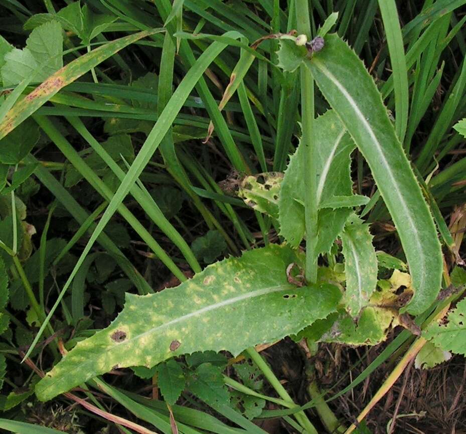 Plancia ëd Sonchus arvensis L.