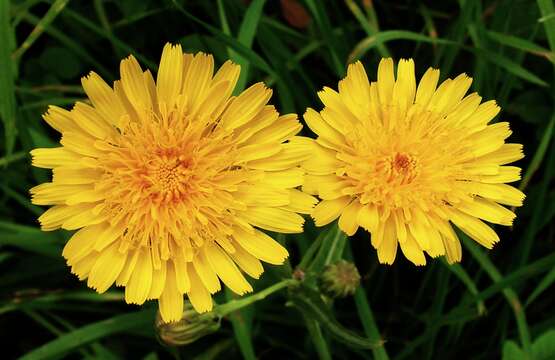 Plancia ëd Sonchus arvensis L.