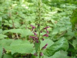 Image of hedge nettle