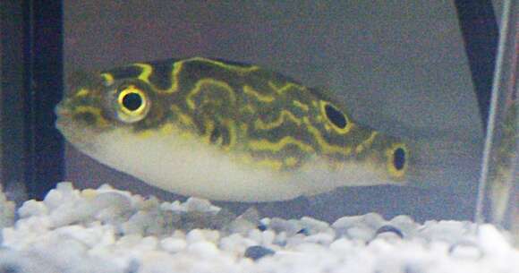 Image of Eyespot pufferfish