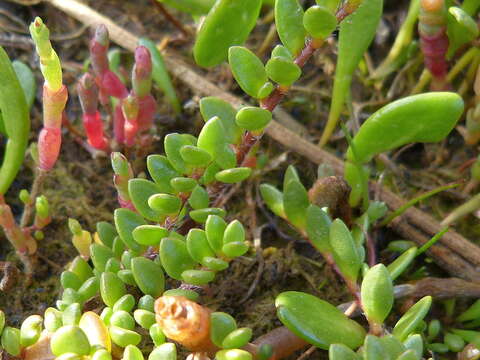 Image of Wilsonia rotundifolia Hook.