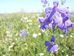 Image of forking larkspur