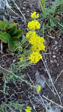 Imagem de Alyssum montanum L.