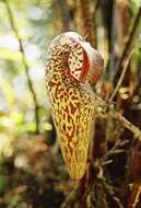 Image of Pitcher plant