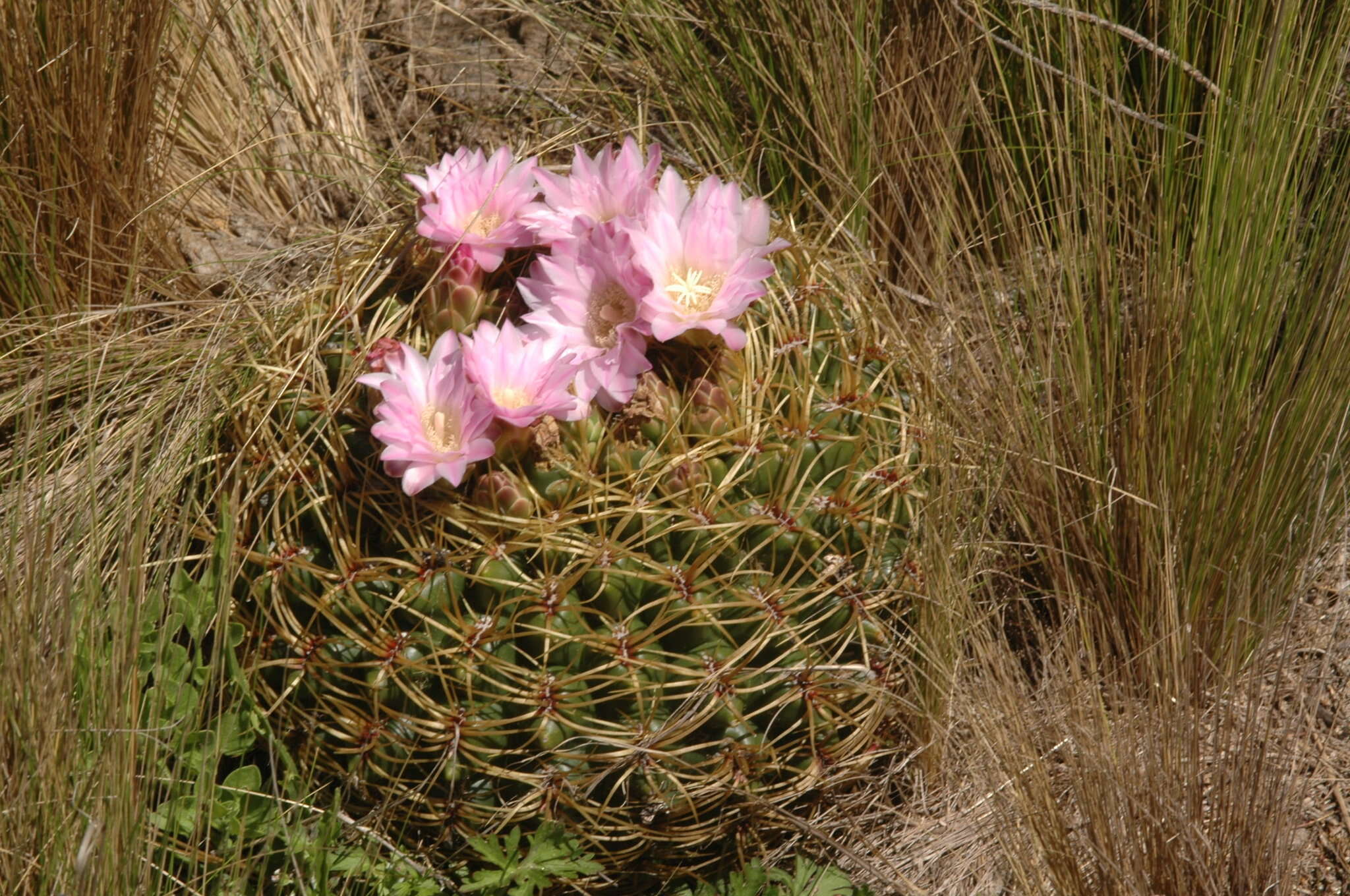 Image of Gymnocalycium monvillei subsp. monvillei