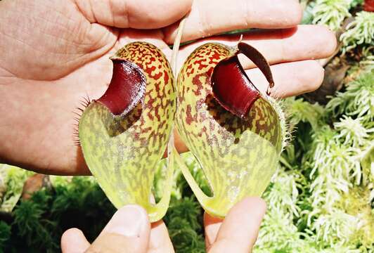 Image of Pitcher plant