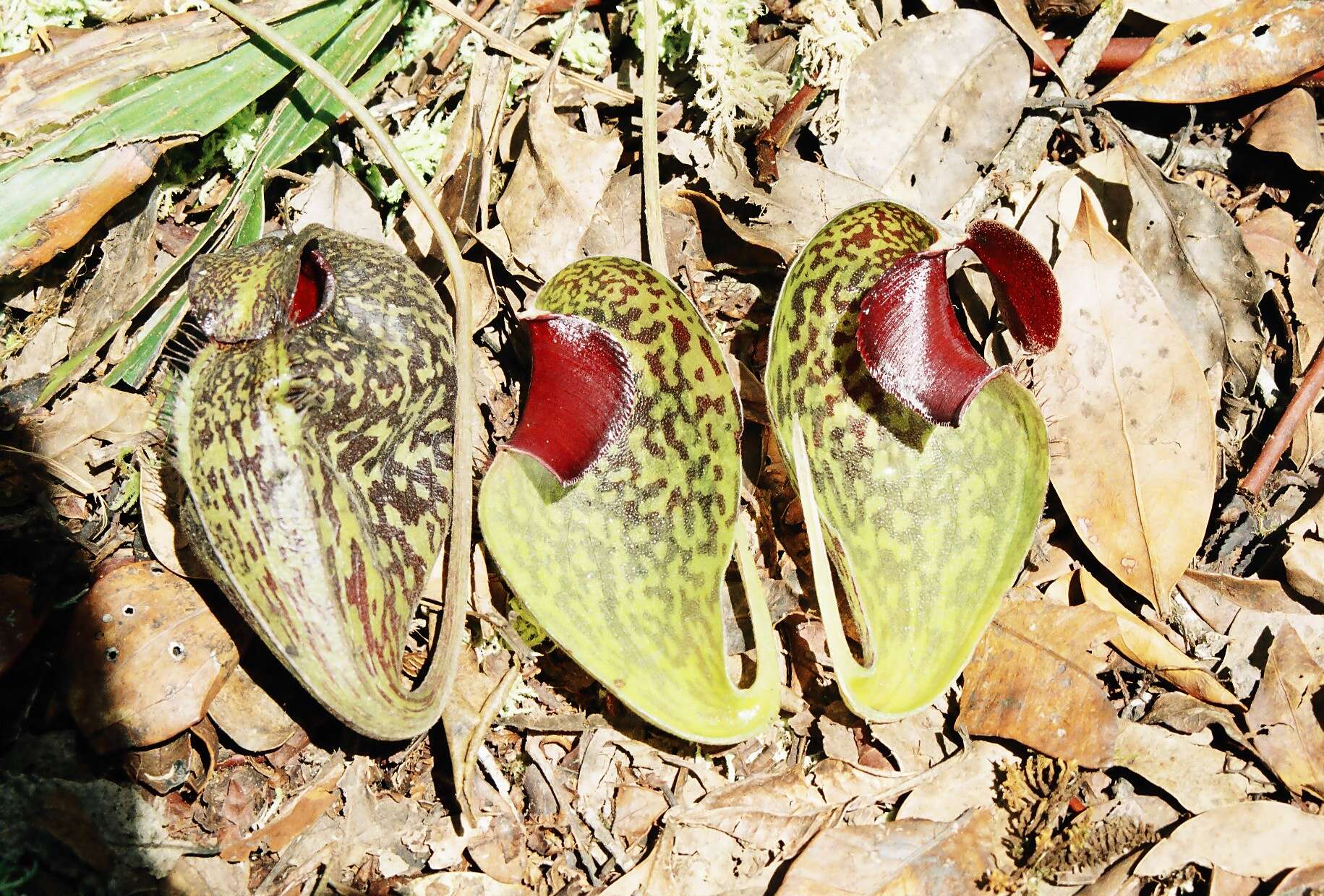 Image of Pitcher plant