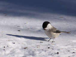 Image of Chickadee