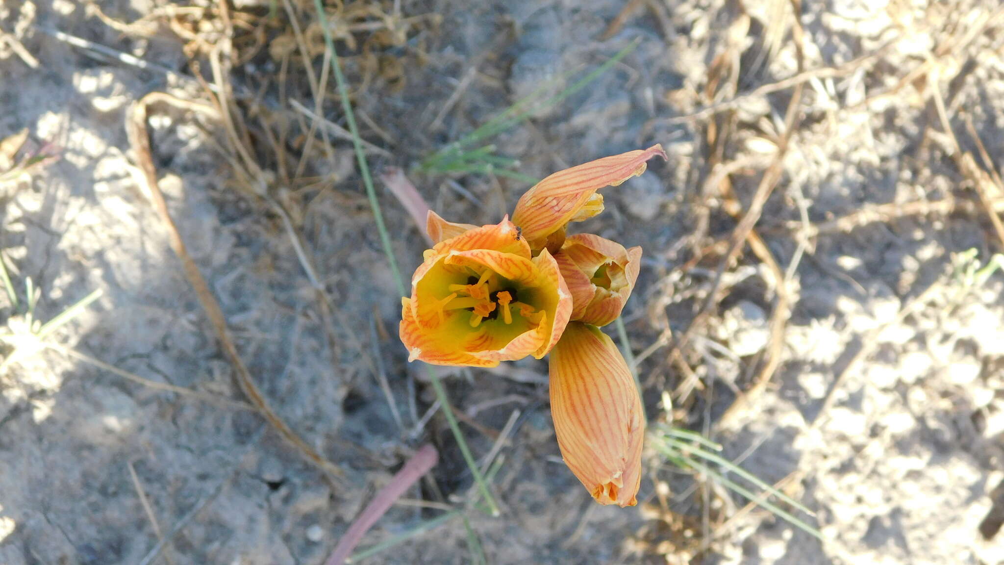 Image of Zephyranthes gilliesiana