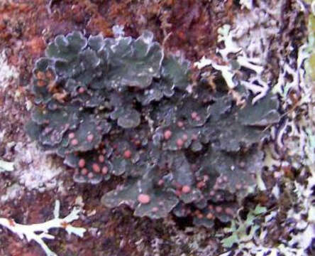 Image of erioderma lichen