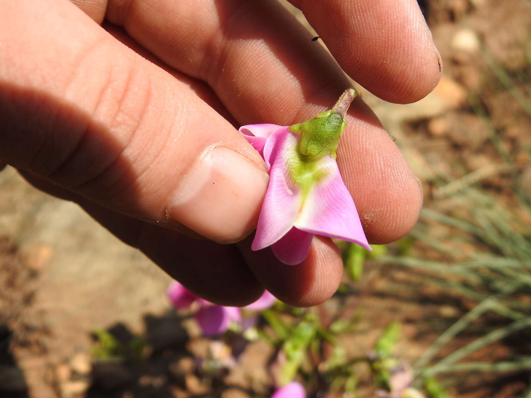 Sphenostylis angustifolia Sond.的圖片