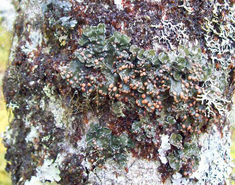 Image de Erioderma pedicellatum